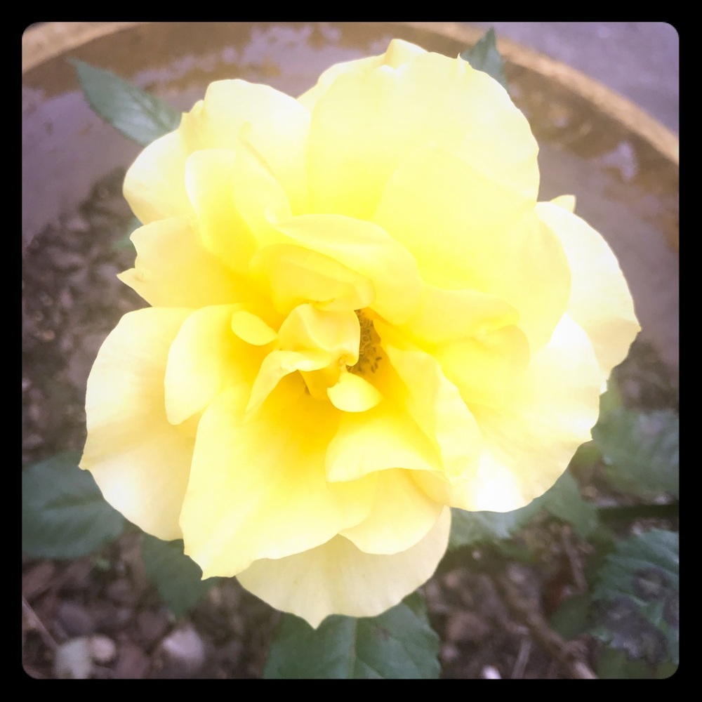 Posh Ambassador;) Meet your Posher, Cayce!